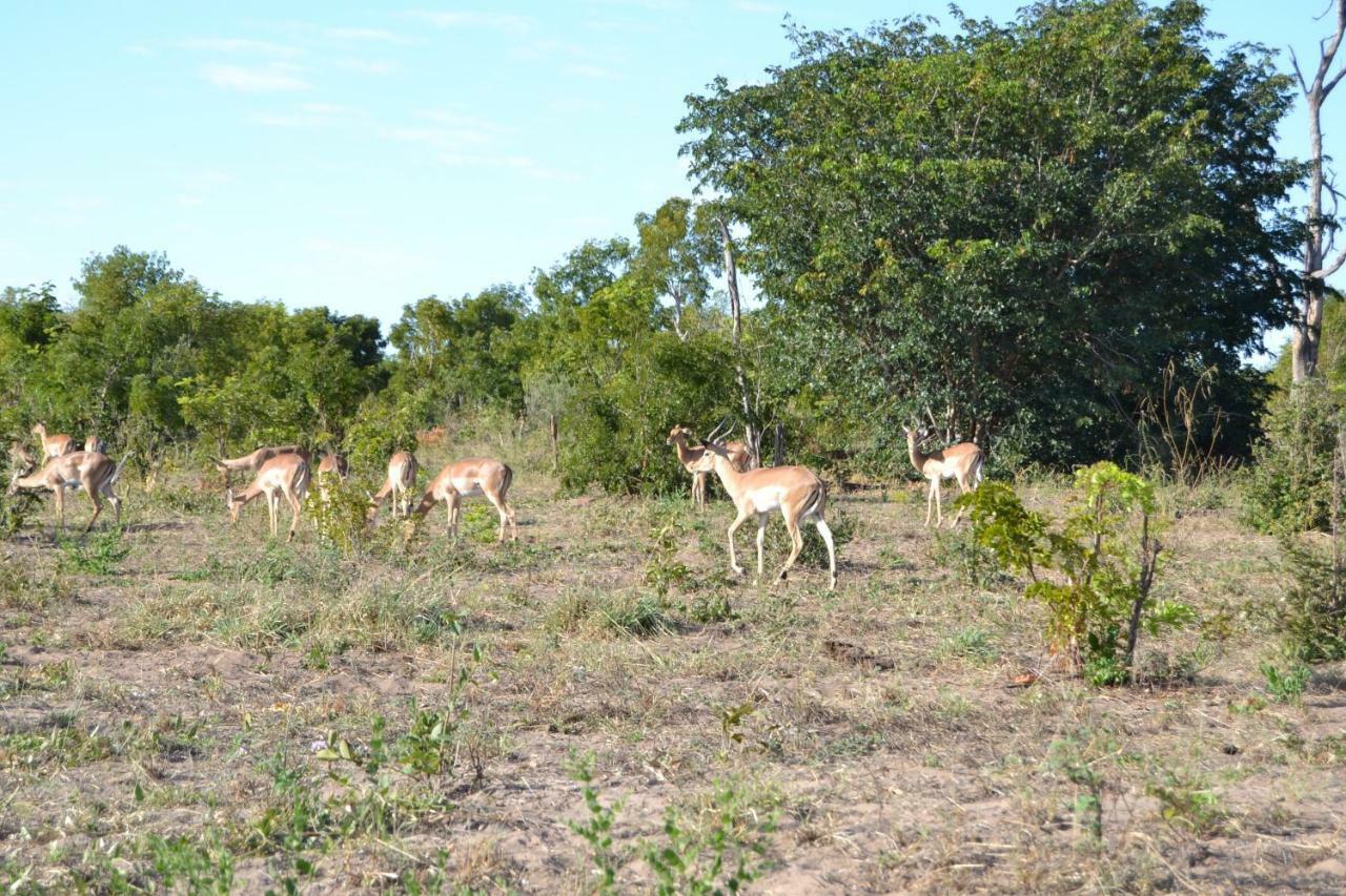 Chobe Sunset Chalets Lesoma 외부 사진