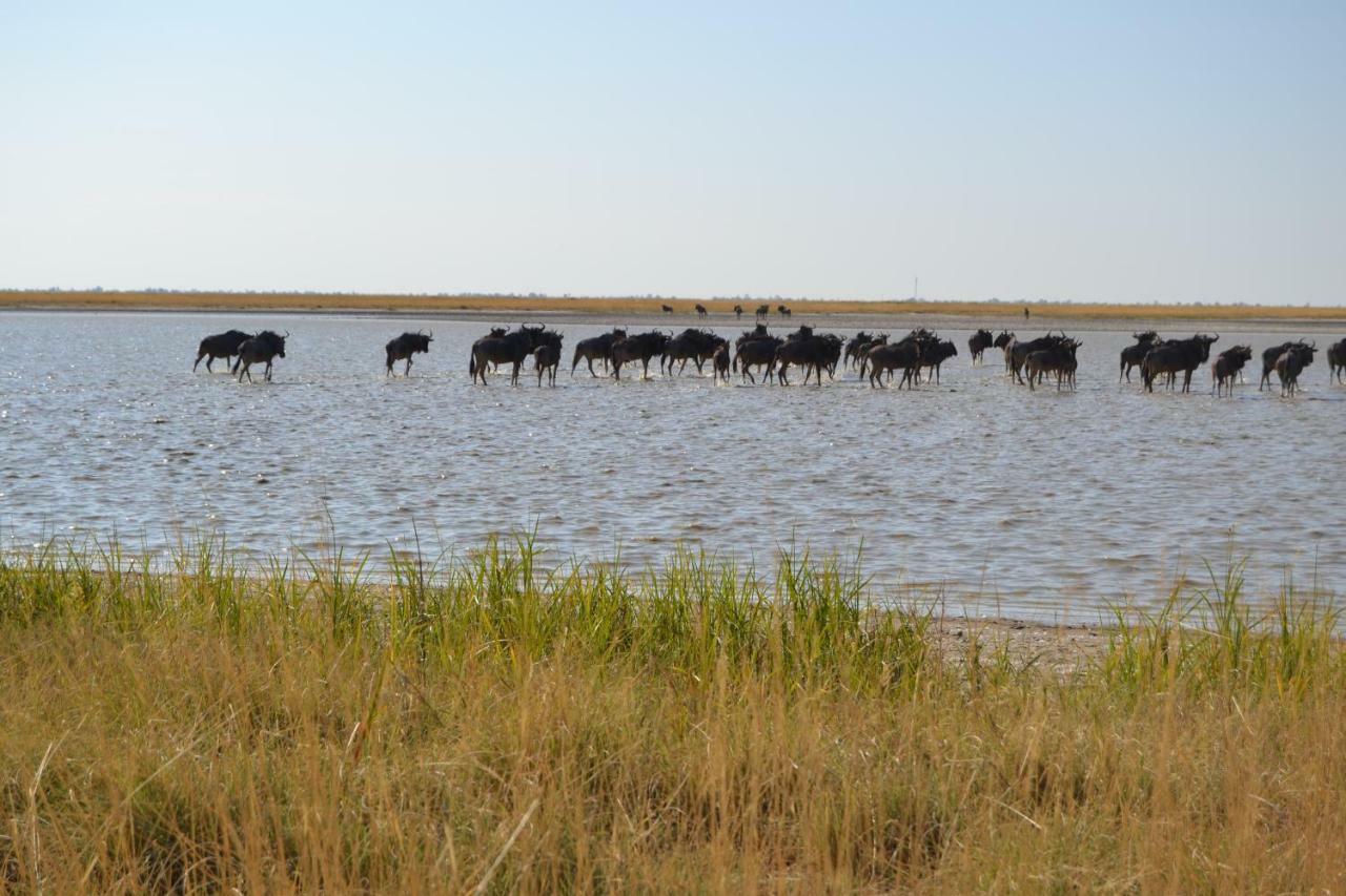 Chobe Sunset Chalets Lesoma 외부 사진